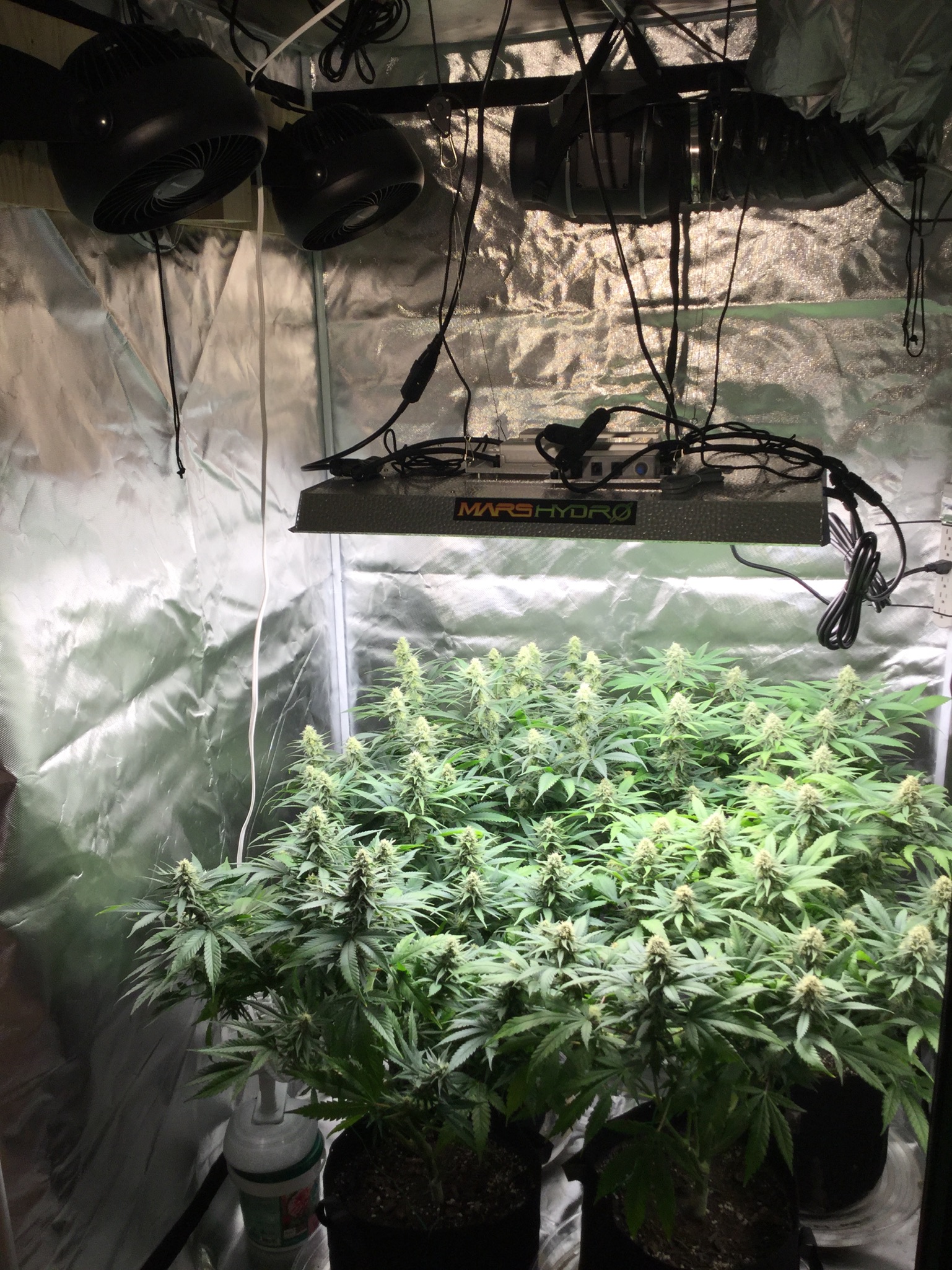 Indoor Cannabis Grow Conditions: 4 x 4 tent | Mars Hydro TS 3000 Lights